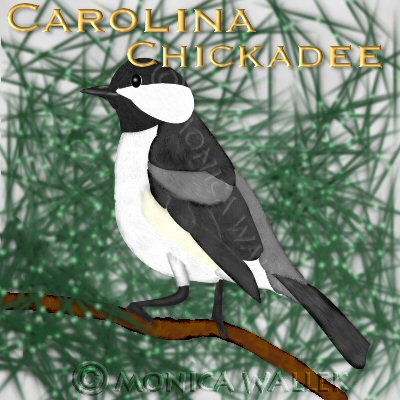 carolina chickadee in pine tree