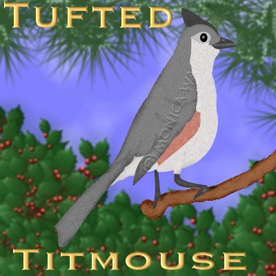 tufted titmouse in pine tree above holly