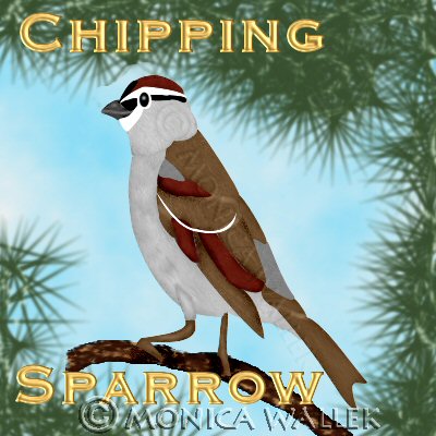 chipping sparrow in pine tree