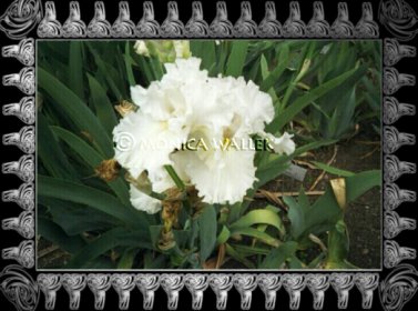 frame using silver
