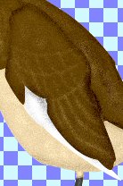 you are not seeing the wings added