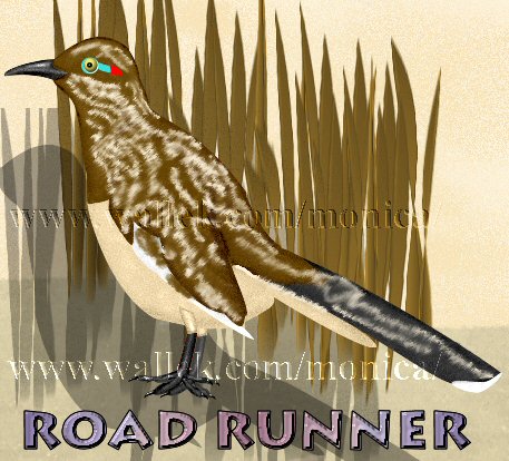 roadrunner in desert