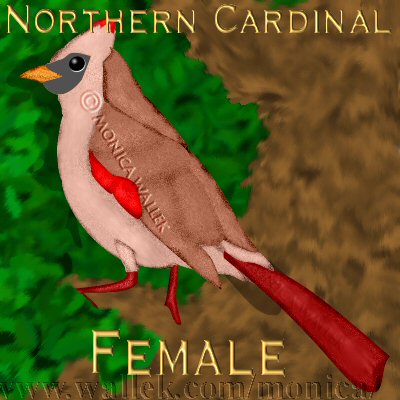 female cardinal sitting on tree branch
