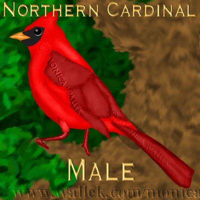 male cardinal sitting on tree branch