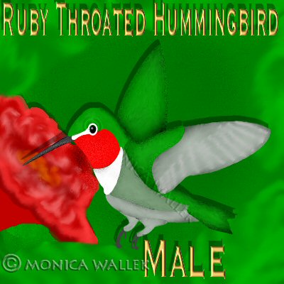 Male ruby throated hummingbird hovering at red flower