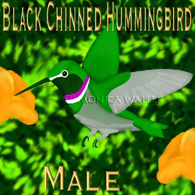 male black chinned hummingbird hovering at orange trumpet flower