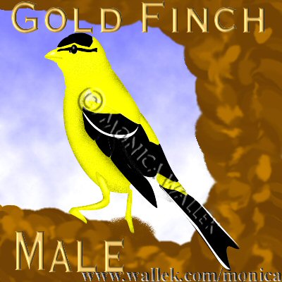 American Goldfich Male completed tutorial